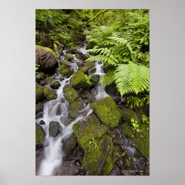 Moss covered rocks with blurred water and ferns poster (Front)
