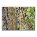 Moss-Covered Tree Bark