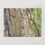 Moss-Covered Tree Bark Postcard