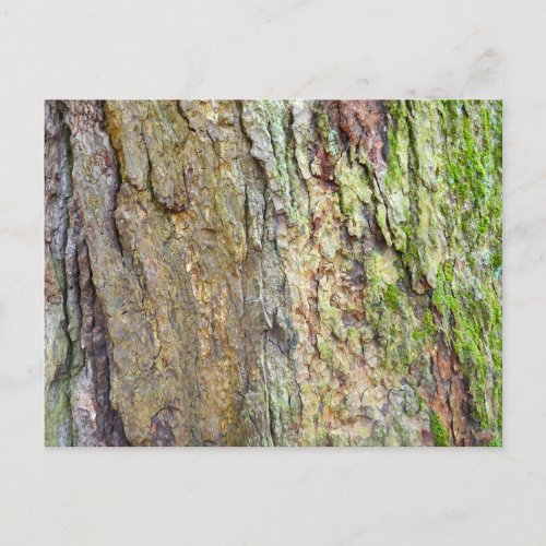 Moss_Covered Tree Bark Postcard