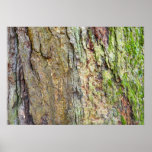 Moss-Covered Tree Bark Poster