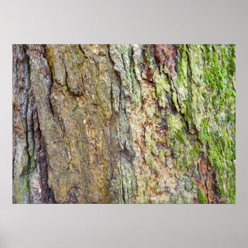 Moss_Covered Tree Bark Poster