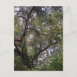 Moss Forest Canopy Custom Louisiana Art Postcard