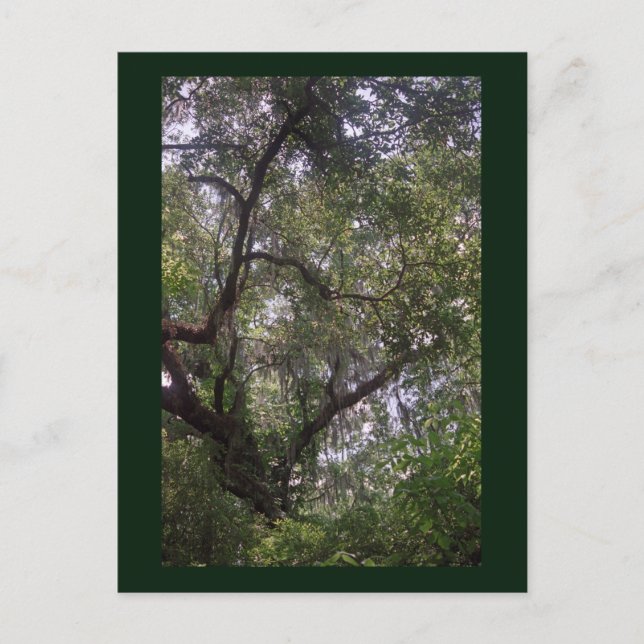 Moss Forest Canopy Custom Louisiana Art Postcards (Front)