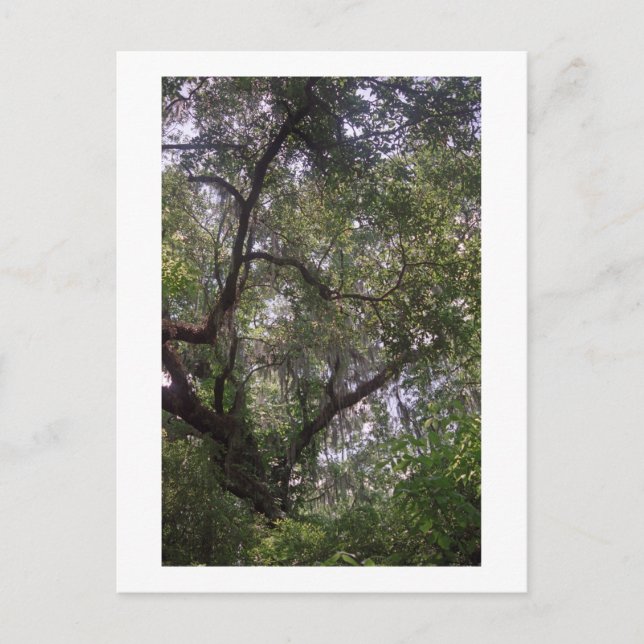 Moss Forest Canopy Custom Louisiana Art Postcards (Front)