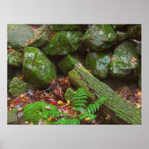 Moss in the Woods Poster