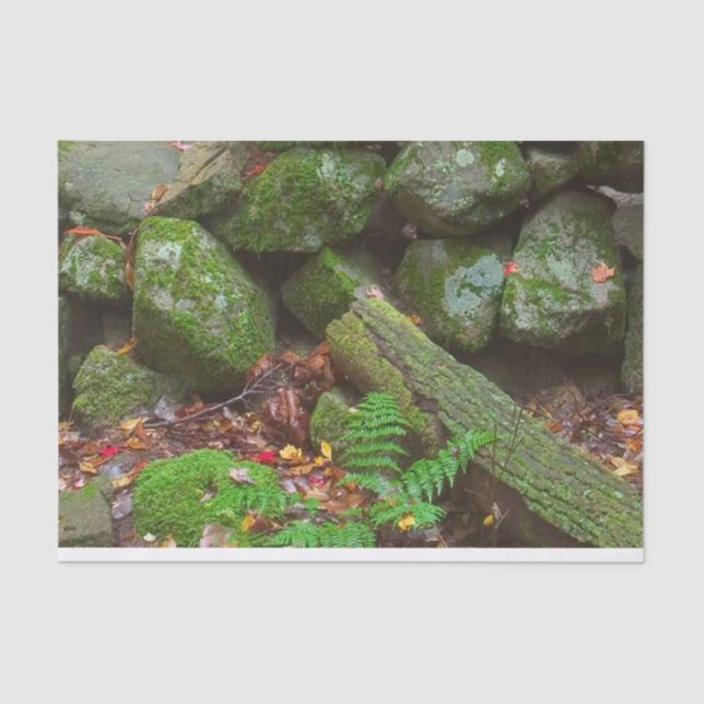 Moss in the Woods  Tissue Paper (Front)