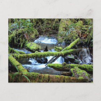 Moss-laden Branches Over Munson Creek Postcard