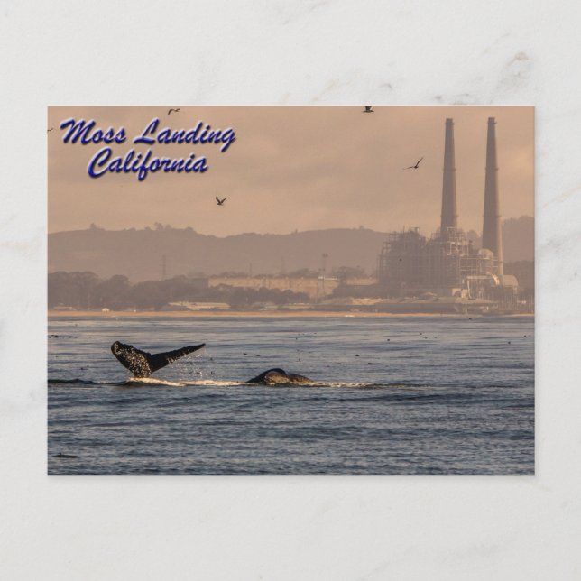 Moss Landing, California Postcard (Front)
