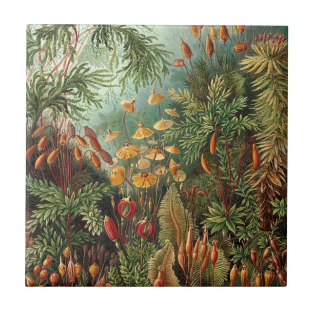 Moss (Muscinae) by Haeckel Ceramic Tile (Front)