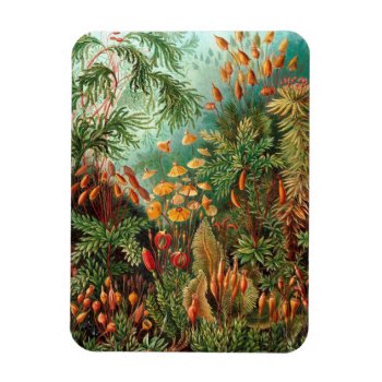 Moss (muscinae) By Haeckel Magnet by vintage_gift_shop at Zazzle