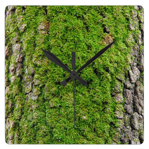 Moss on Dogwood Tree Bark 0291 Square Wallclocks