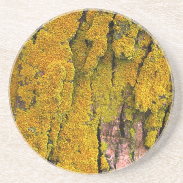 Moss on Tree Bark Coaster (Front)