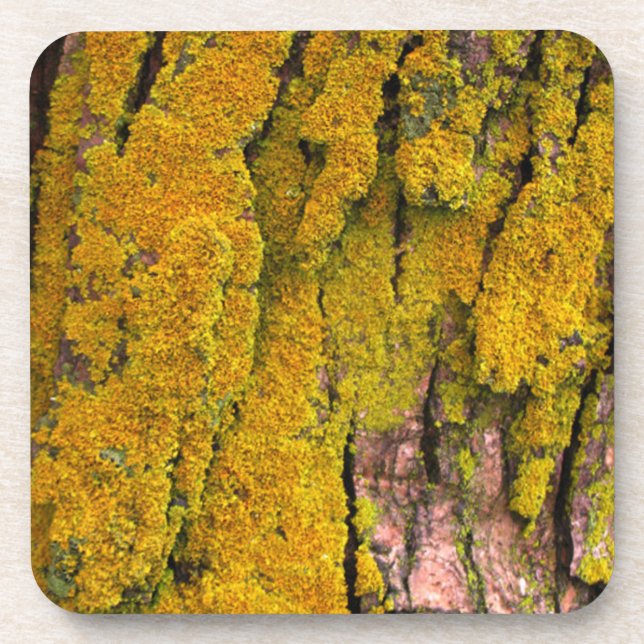 Moss on Tree Bark Drink Coaster (Front)