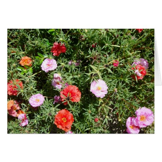 Moss Rose Cards (Front Horizontal)