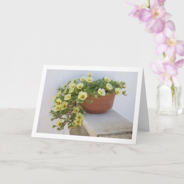 Moss-rose Purslane, Succulent Flowering Plant Card (Orchid)