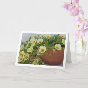 Moss-rose Purslane, Succulent Flowering Plant Card