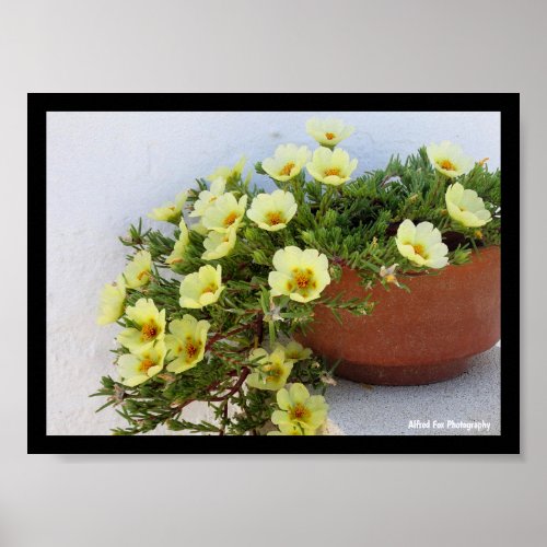 Moss-rose Purslane, Succulent Flowering Plant Poster