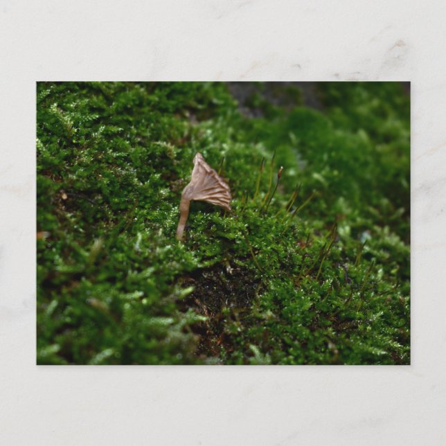 Mosses and Lichens with tiny Mushroom Postcard (Front)