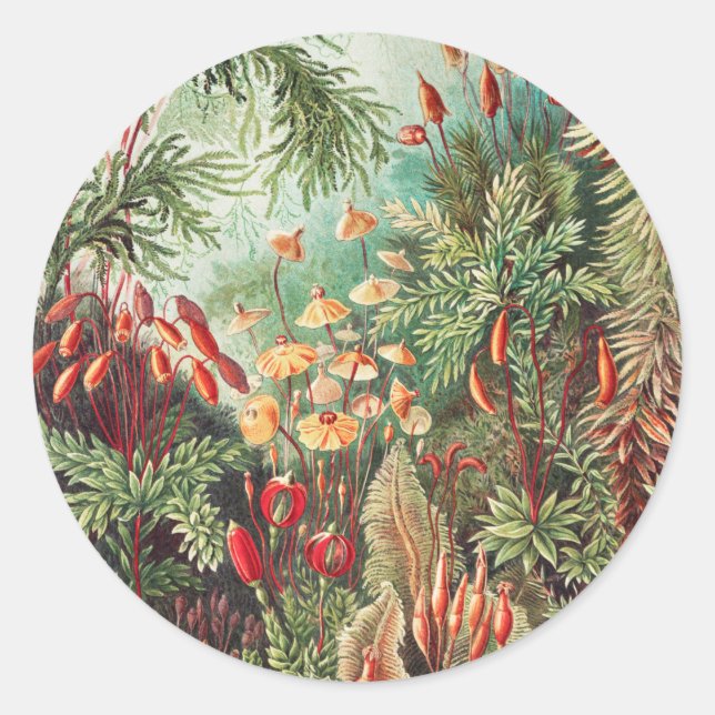 Mosses, Muscinae Laubmoose by Ernst Haeckel Classic Round Sticker (Front)