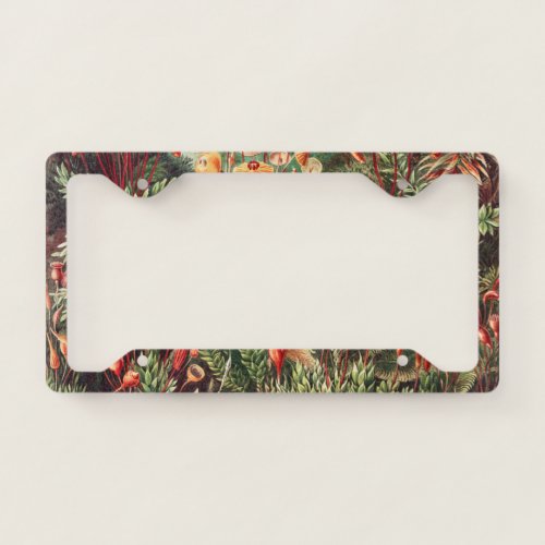 Mosses Muscinae Laubmoose by Ernst Haeckel License Plate Frame