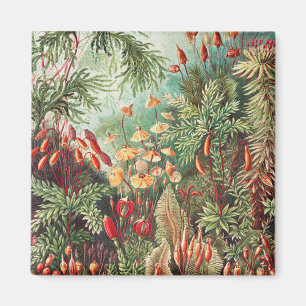 Mosses, Muscinae Laubmoose by Ernst Haeckel Magnet