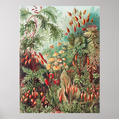 Mosses Muscinae Laubmoose by Ernst Haeckel Poster