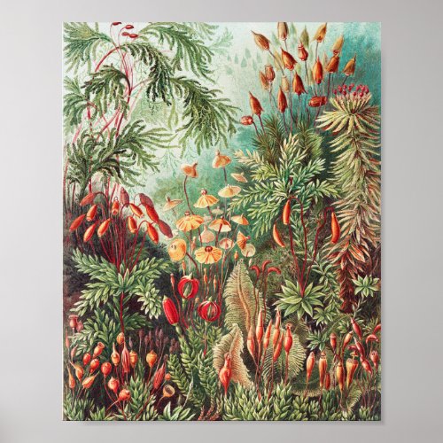 Mosses Muscinae Laubmoose by Ernst Haeckel Poster