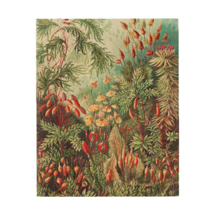 Mosses, Muscinae Laubmoose by Ernst Haeckel Wood Wall Art