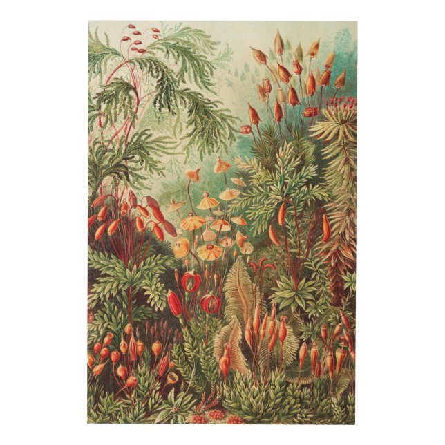 Mosses, Muscinae Laubmoose by Ernst Haeckel Wood Wall Art (Front)