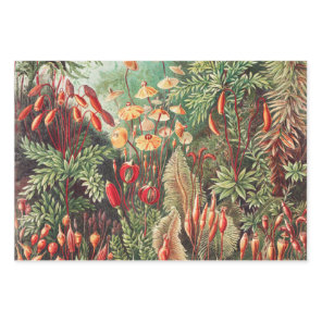 Mosses, Muscinae Laubmoose by Ernst Haeckel Wrapping Paper Sheets