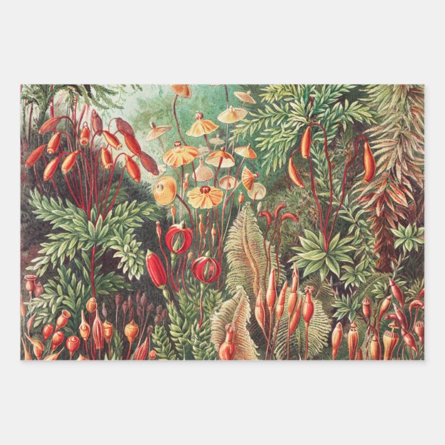 Mosses, Muscinae Laubmoose by Ernst Haeckel Wrapping Paper Sheets (Front)