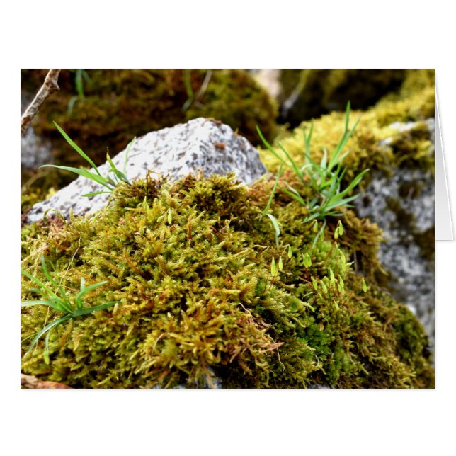 Mosses , Spring awakening Cards (Front Horizontal)