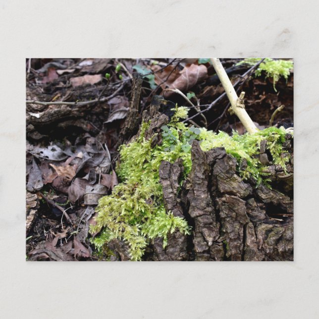 Mosses , Spring awakening Postcard (Front)
