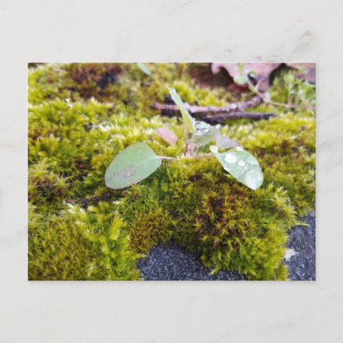 Mosses with tiny Flowers  Spring awakening Postcard