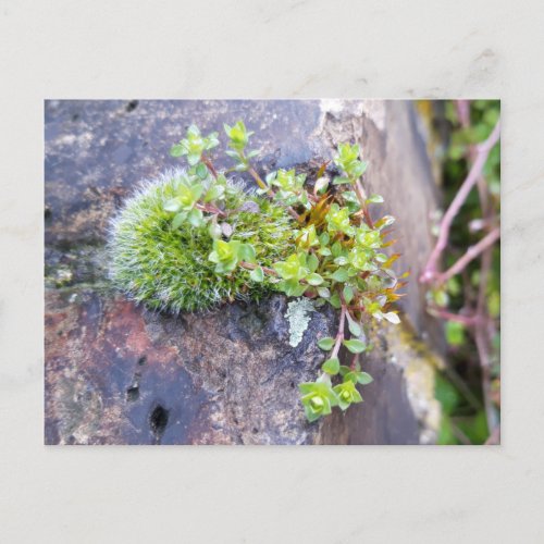 Mosses with tiny Flowers  Spring awakening Postcard