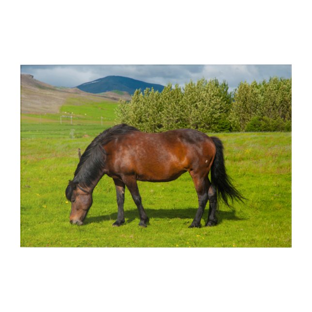 Mossfellsbaer Icelandic Horse Acrylic Print (Front)