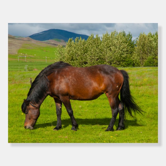 Mossfellsbaer Icelandic Horse Foam Board (Front)