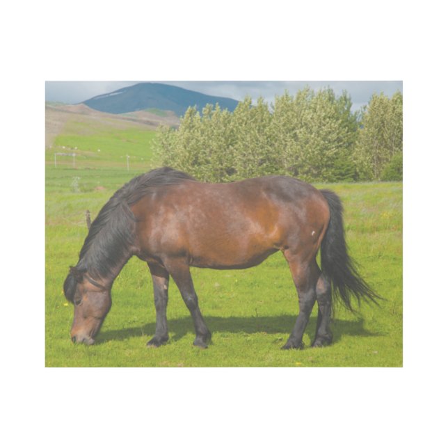 Mossfellsbaer Icelandic Horse Gallery Wrap (Front)