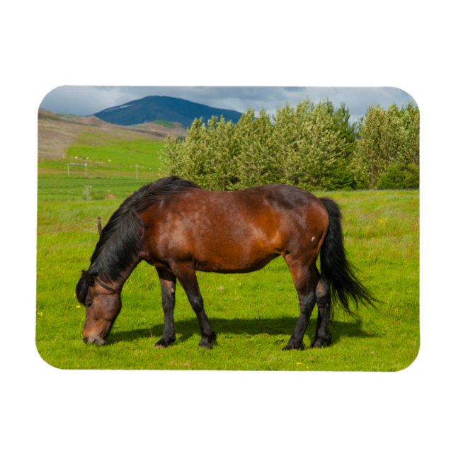 Mossfellsbaer Icelandic Horse Magnet (Horizontal)
