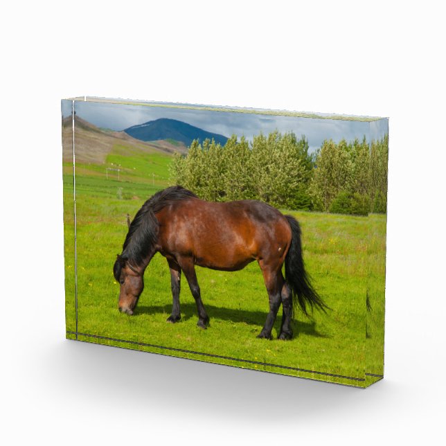 Mossfellsbaer Icelandic Horse Photo Block (Right)