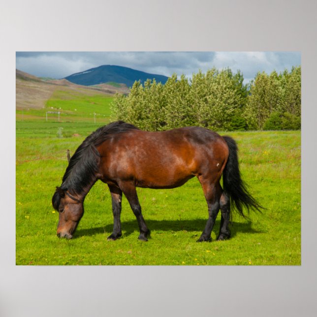 Mossfellsbaer Icelandic Horse Poster (Front)