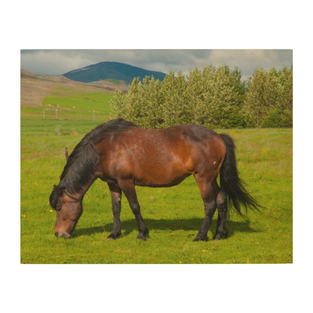 Mossfellsbaer Icelandic Horse Wood Wall Art (Front)