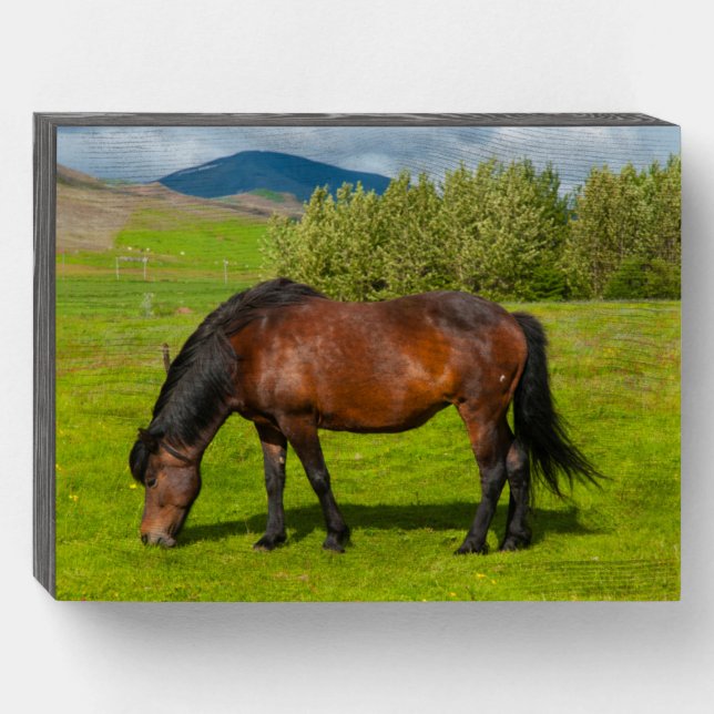 Mossfellsbaer Icelandic Horse Wooden Box Sign (Front Horizontal)