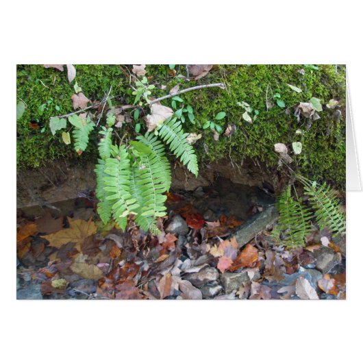 Mossy Creek Bank (Front Horizontal)