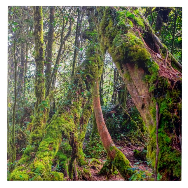 Mossy Forest Ceramic Tile (Front)