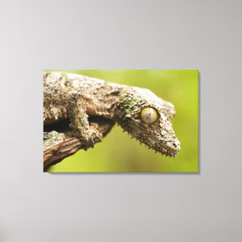 Mossy leaf_tailed gecko on a piece of bark canvas print