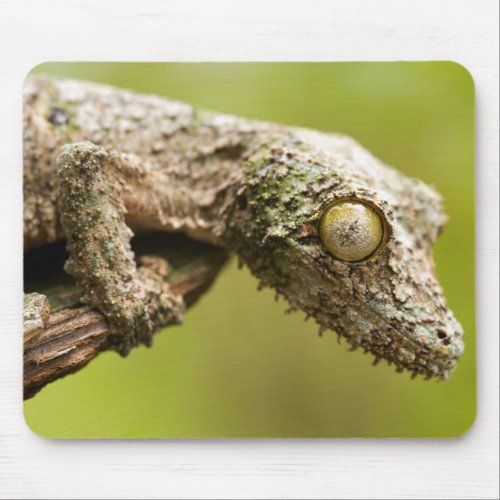 Mossy leaf_tailed gecko on a piece of bark mouse pad