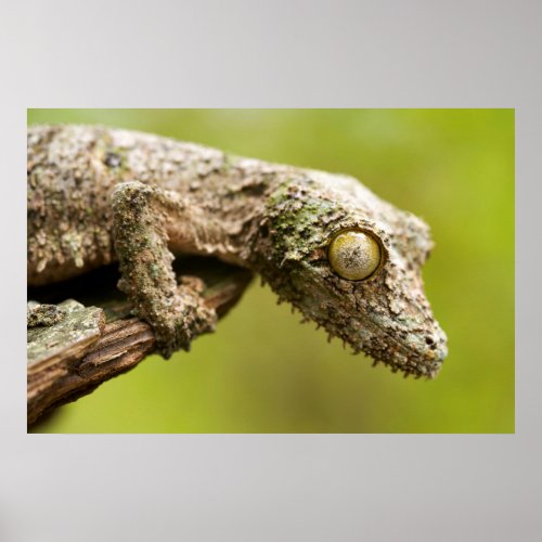 Mossy leaf_tailed gecko on a piece of bark poster