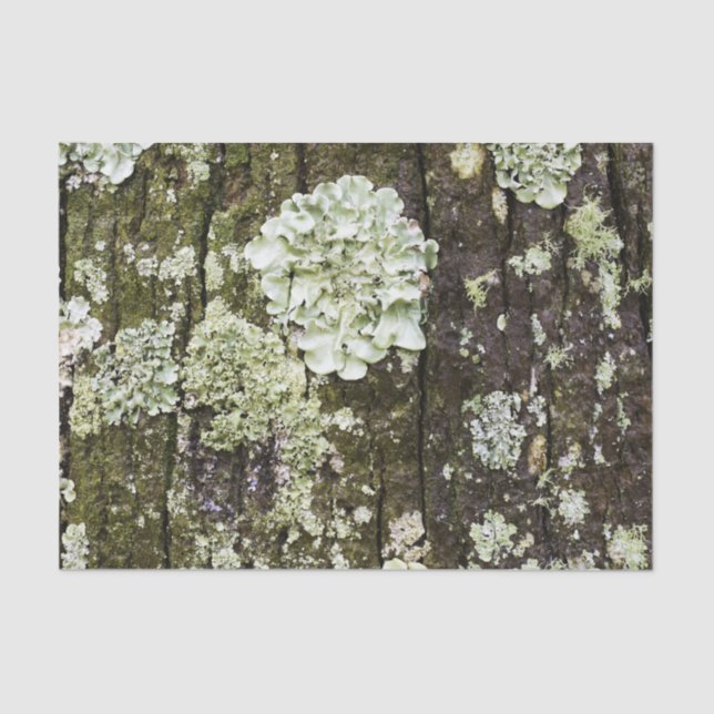 Mossy Oak Trunk Tissue Paper (Front)